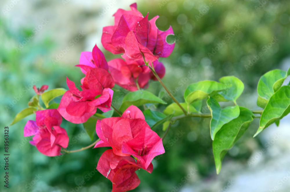 Branch of bougainvillea flowers on green blurred background close up. Branch of bougainvillea flowers on green blurred background close up.