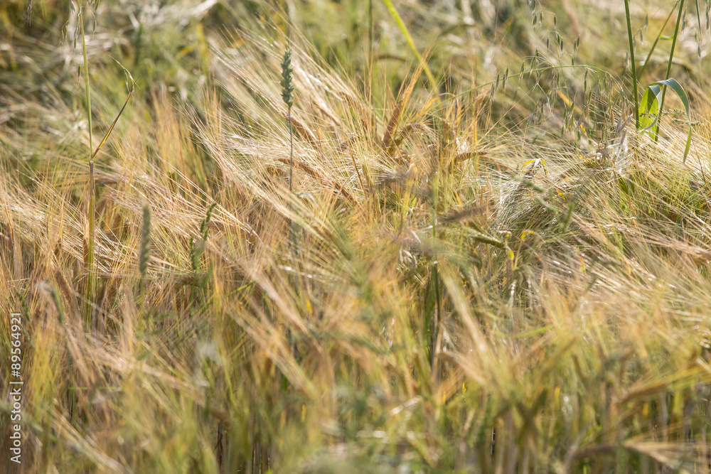 Fototapeta premium golden wheat field and sunny day 
