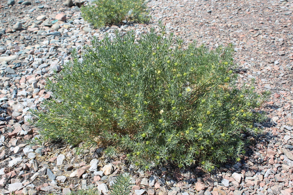 Wild Harmal (Peganum harmala) at summer time.