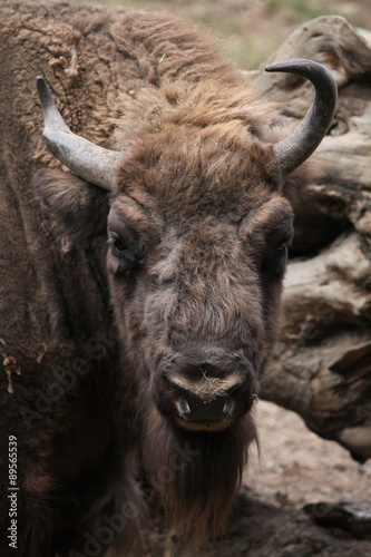 European bison (Bison bonasus).