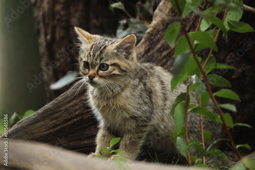 Wallpaper Mural European wildcat (Felis silvestris silvestris) kitten. Torontodigital.ca