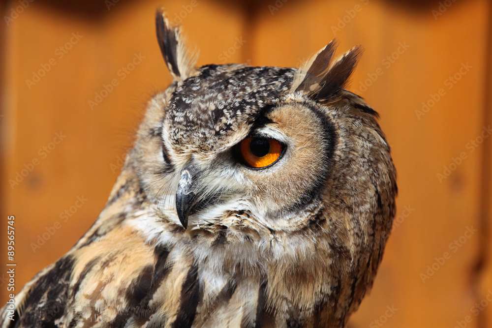 Fototapeta premium Indian eagle-owl (Bubo bengalensis).