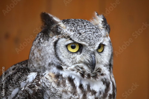 Great horned owl (Bubo virginianus).