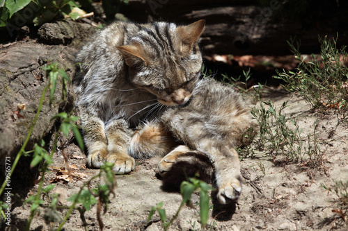 Photography European wildcat (Felis silvestris silvestris).
