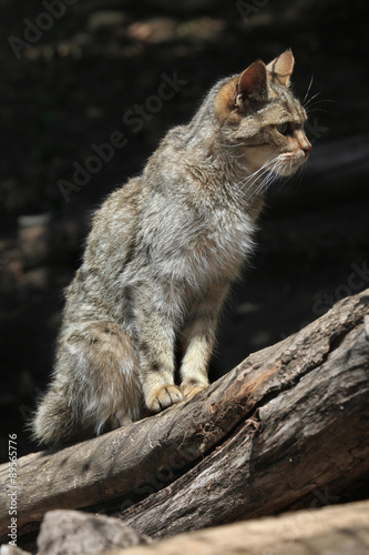 Photography European wildcat (Felis silvestris silvestris).