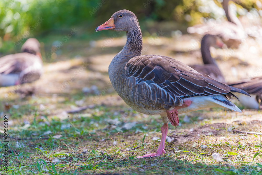 Graugans im Stadtpark Fürth