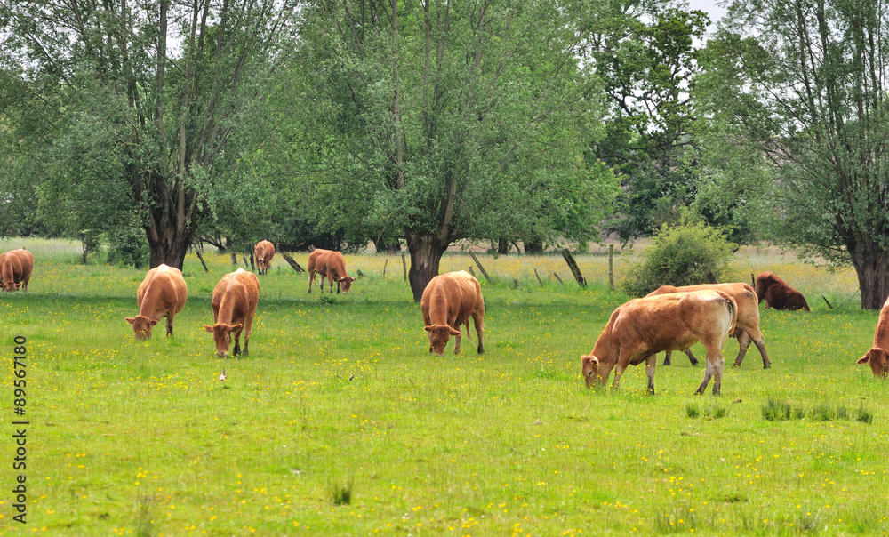 Fototapeta premium Vaches laitières dans un pré
