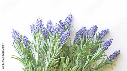 Lavender branch on a white background