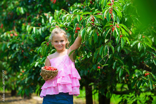 Cute girl  picks a cherry from a tree in cherry garden