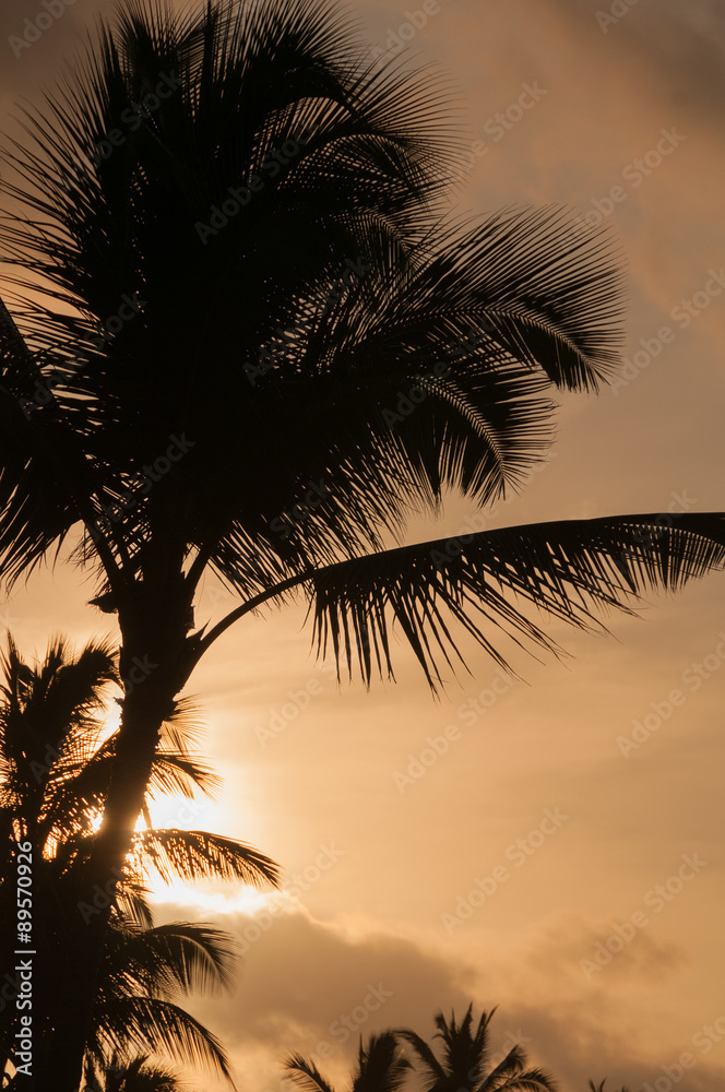 Fototapeta premium Palm trees silhouetted against a tropical sunset, Kauai, Hawaii,