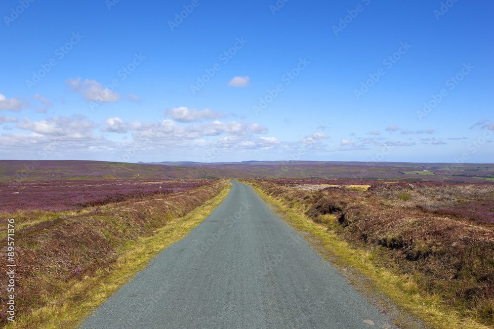 rural road through flowering heather