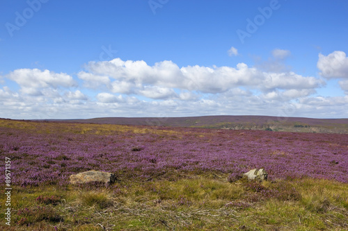 Photo flowering heather moorland