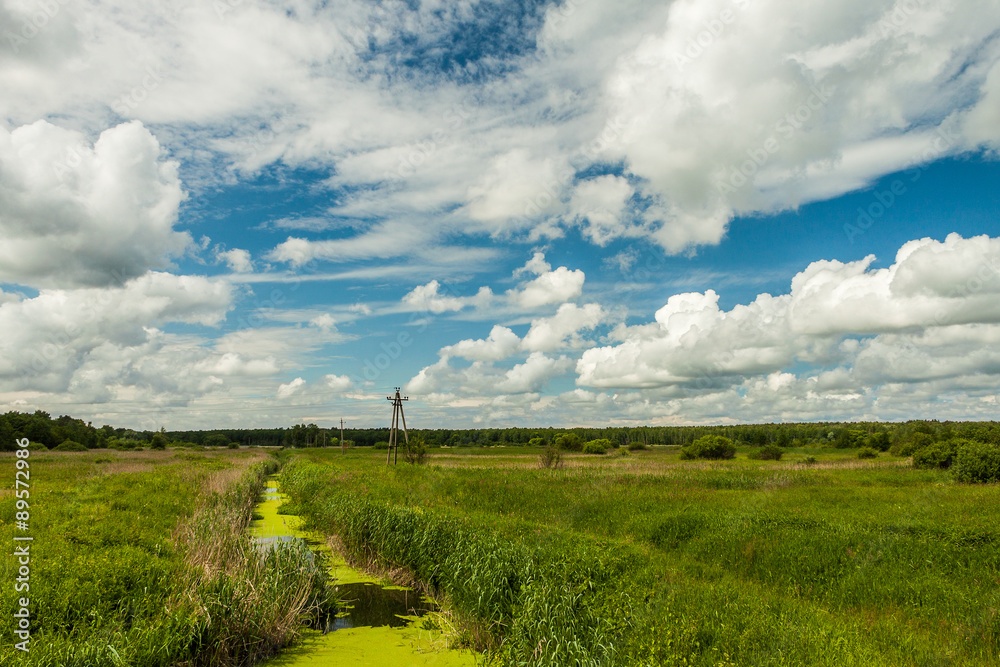 A small stream running through the green thickets of grass A small stream running through the green thickets of grass