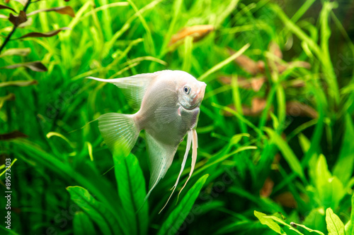 Tropical fish PTEROPHYLLUM SCALARE