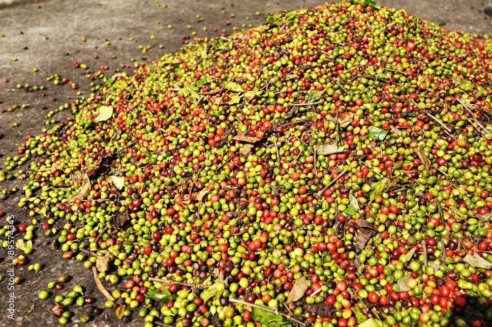 Coffee Beans drying in the Sun Coffee Beans drying in the Sun
