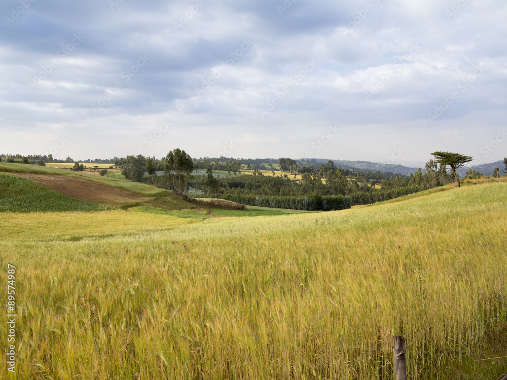 wheat field in Ethiopia