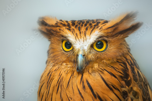 Buffy Fish Owl portrait close up of yellow eyes