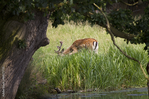 Fototapeta Naklejka Na Ścianę i Meble -  Fallow Deer grazing in woodland meadow. England. UK.