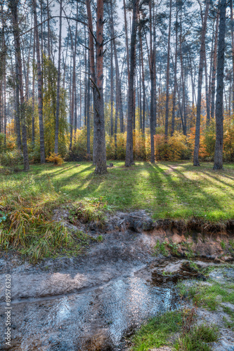 Autumn forest © Maksym Dragunov
