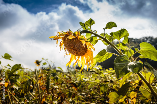 Verblühte Sonnenblume