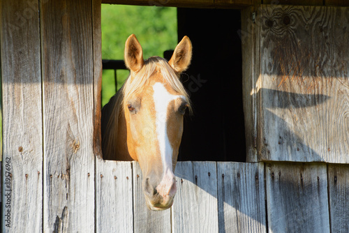 Tan horse looks out his window in a barn.