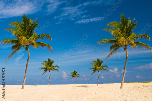 Fototapeta Naklejka Na Ścianę i Meble -  Five palm trees on a white beach.