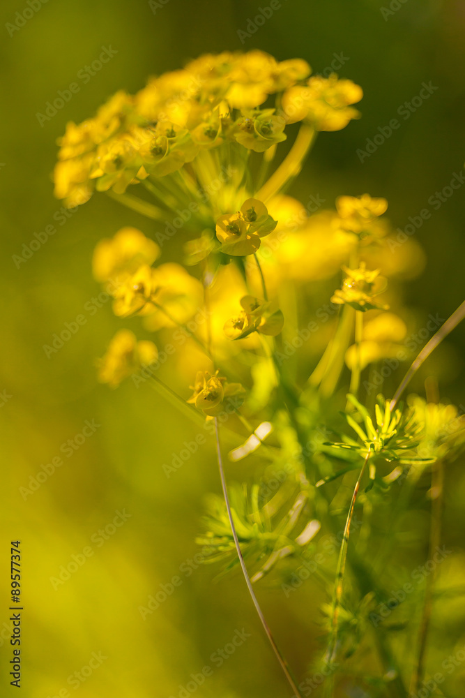 Fototapeta premium Primo piano di un fiore di campo giallo ( brassica napus ) nella luce del tramonto