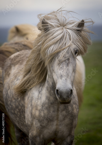 Iceland  Horse  Horses