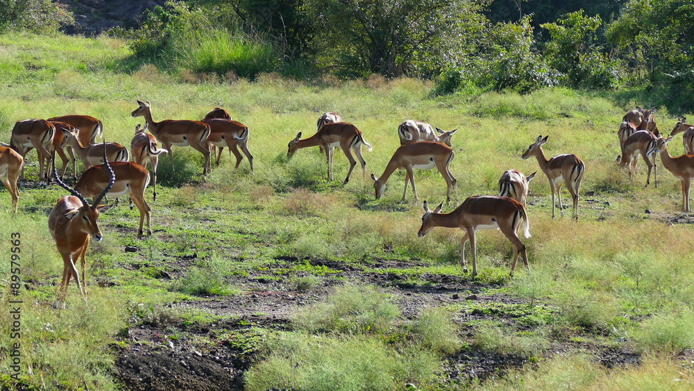 Thomson's gazelle herd pasturing in savanna. Safari static camera view on Antelopes. Africa. Tanzania. Travel tourism adventure in wild animal nature. Thomson's gazelle herd pasturing in savanna. Safari static camera view on Antelopes. Africa. Tanzania. Travel tourism adventure in wild animal nature.