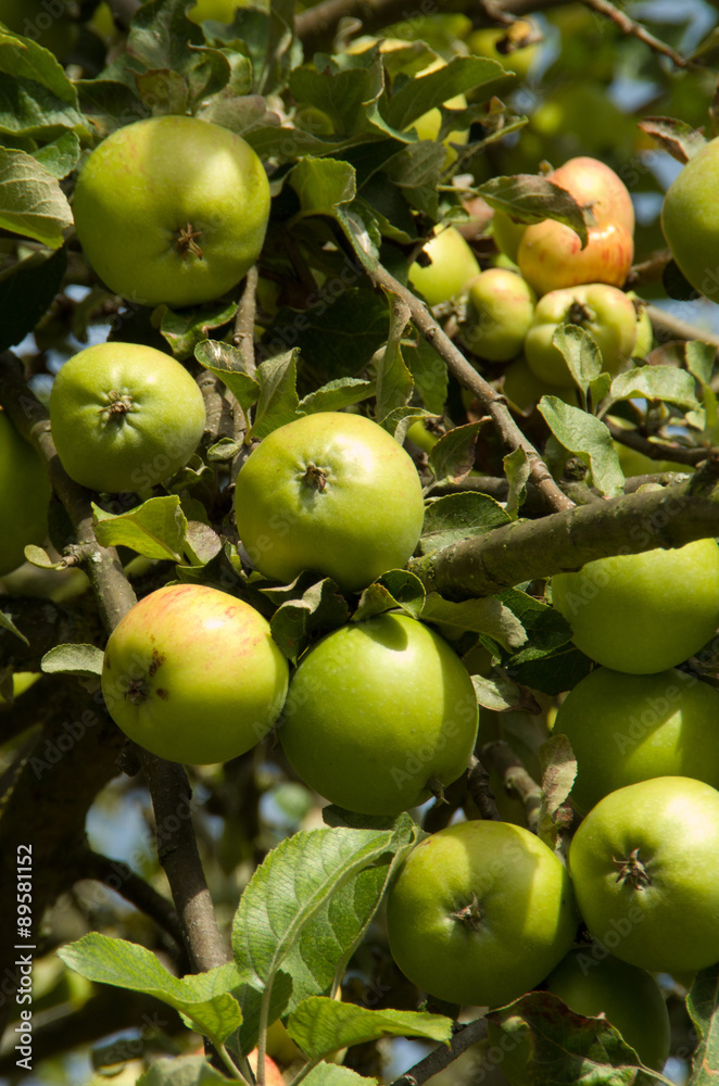 apples apples