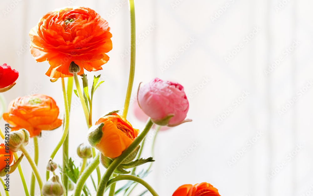 Obraz premium Colorful persian buttercup flowers (ranunculus)
