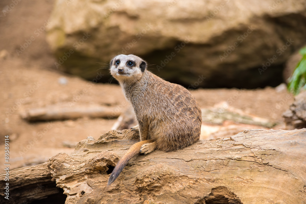 Fototapeta premium Meerkat on a rock
