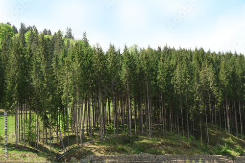 Grove of tall green trees over blue sky background
