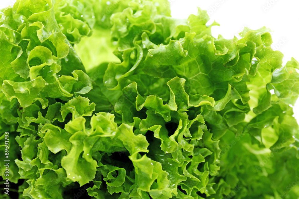 Fresh lettuce, closeup Fresh lettuce, closeup