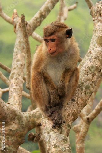 Toque macaque sitting on a tree at Cave Temple in Dambulla, Sri