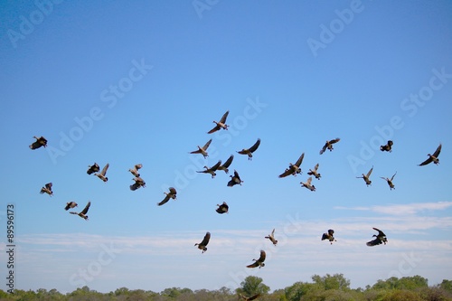 Flock of Whistling Ducks