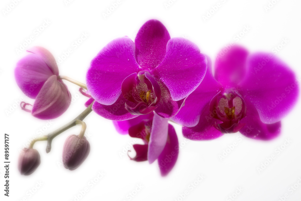 Fototapeta premium Purple Orchid Flower