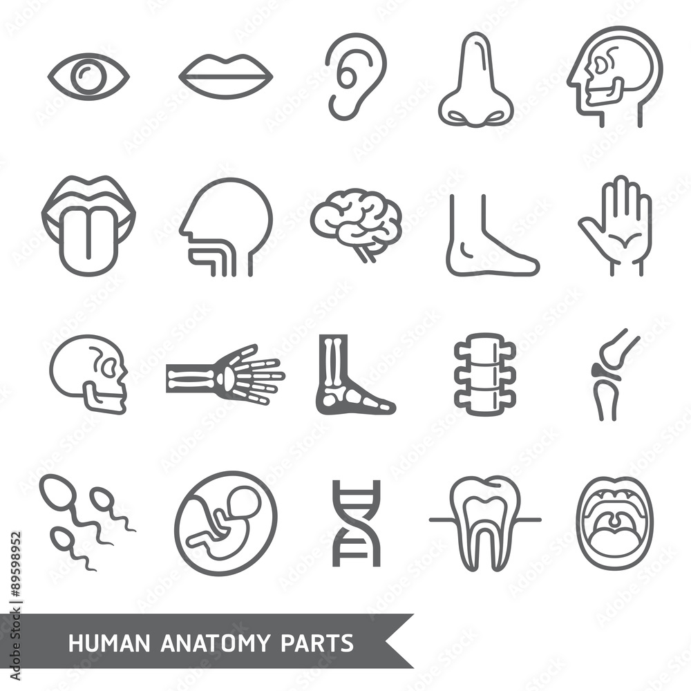 Fototapeta premium Human anatomy body parts detailed icons set.