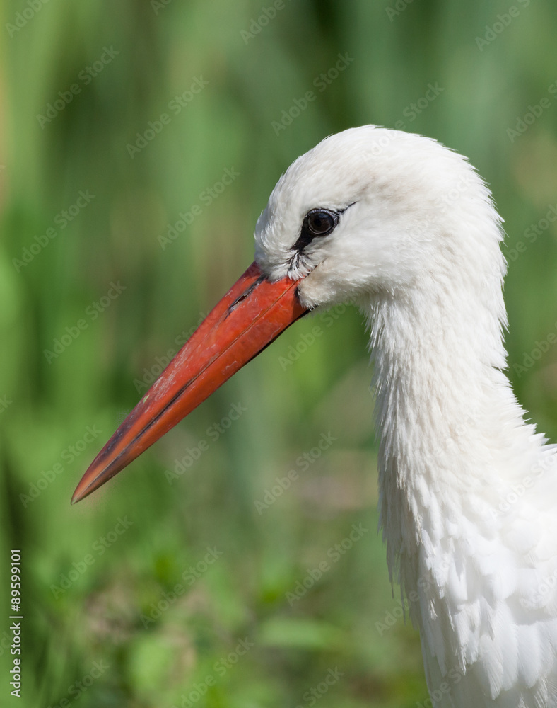 Fototapeta premium white stork
