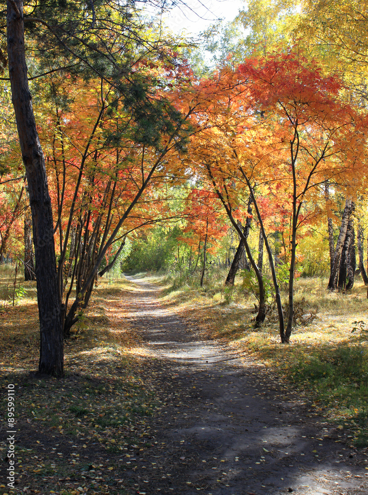 Autumn landscape - path in a mixed forest