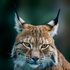 Sierkussen Lynx Siberische lynx alert in winter  © shaunwilkinson