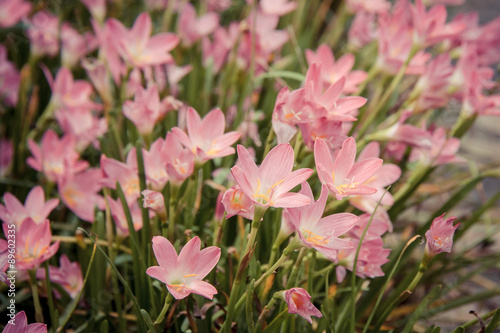 beautiful pink flower in the garden © nitimongkolchai