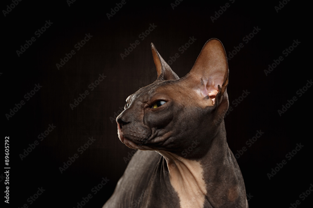 Closeup Portrait of Grumpy Sphynx Cat, Profile view on Black