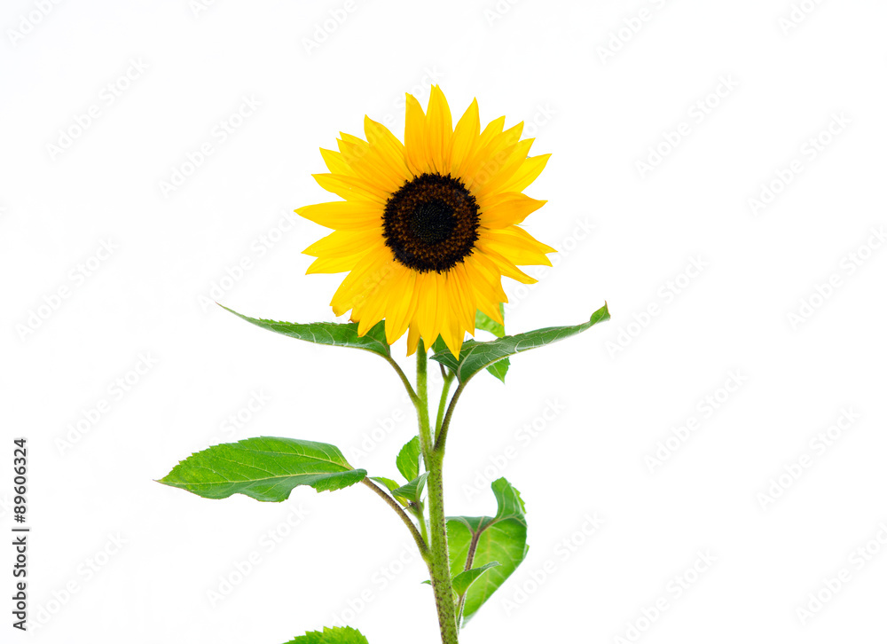 sunflower in front of white background sunflower in front of white background