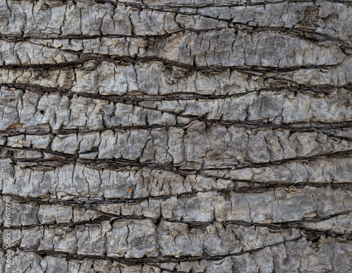Texture shot of brown tree bark, filling the frame.