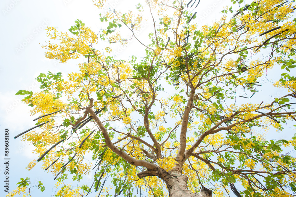 Fototapeta premium The blooms of Esala. The beautiful golden yellow flowers of the