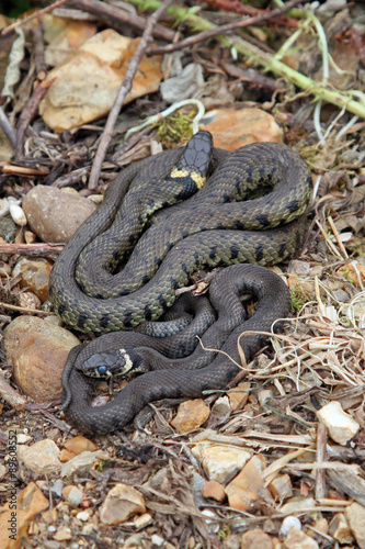 British grass snakes basking in a sunny, sheltered position.