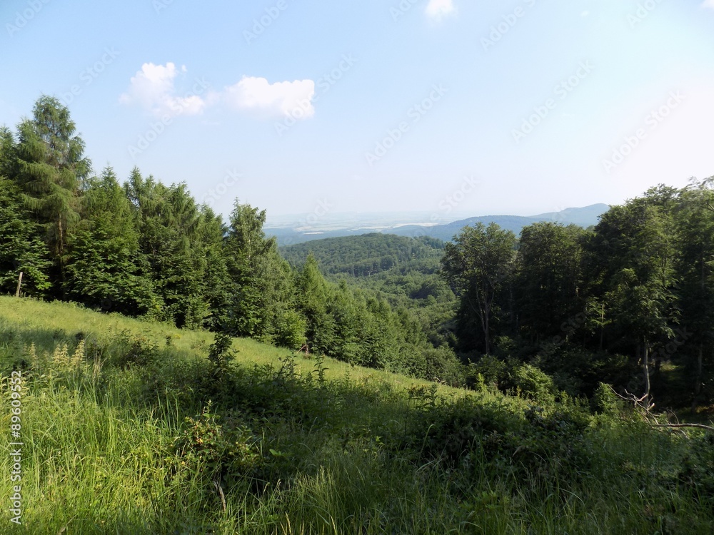 Meadow and mixed forest