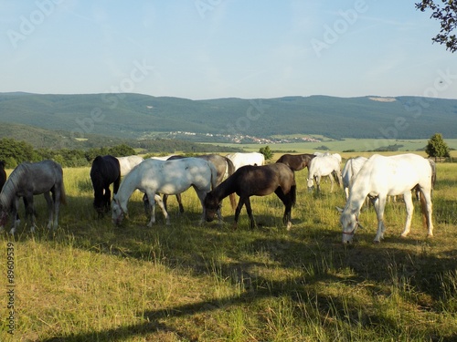 Horses grazing on meadow