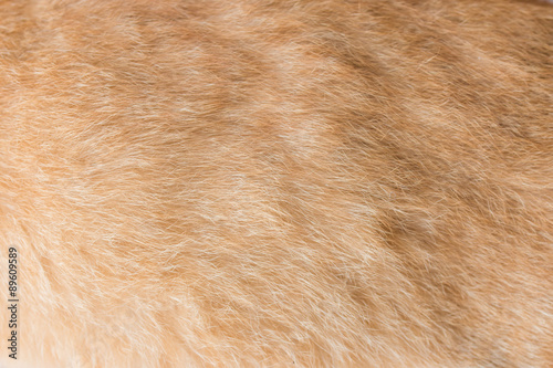 cat fur texture close-up